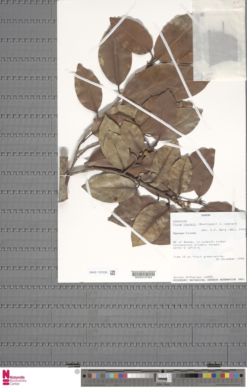 Ficus louisii photo 7