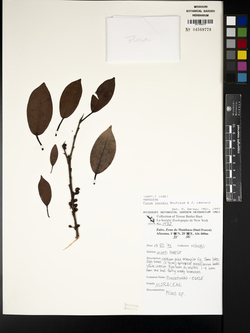 Ficus louisii photo 8