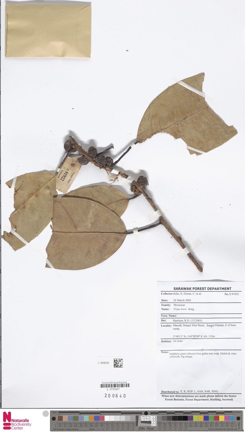 Ficus lowii