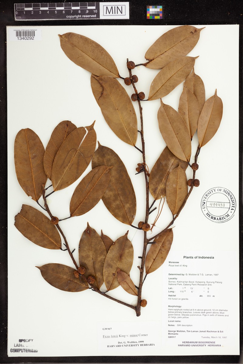 Ficus lowii photo 2