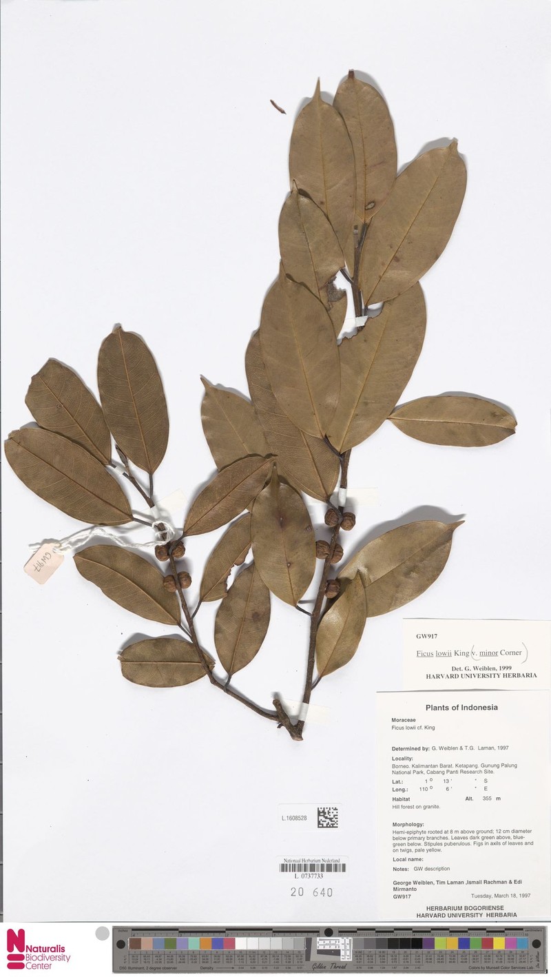 Ficus lowii photo 3