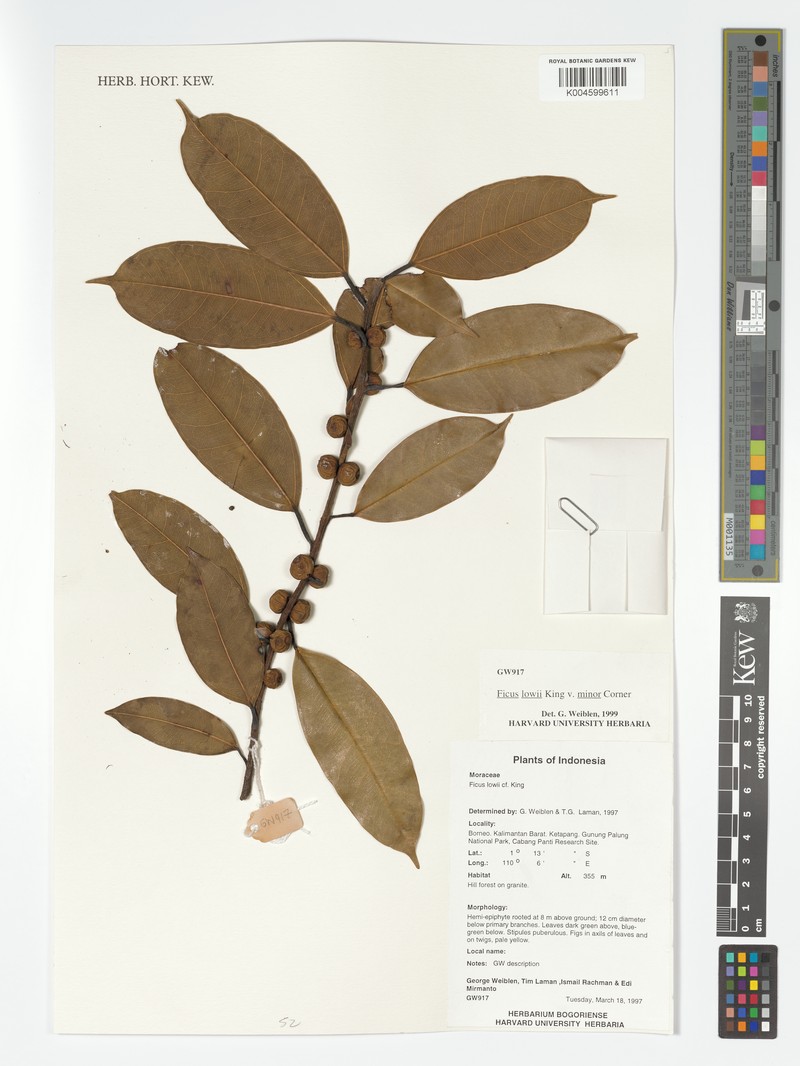 Ficus lowii photo 4