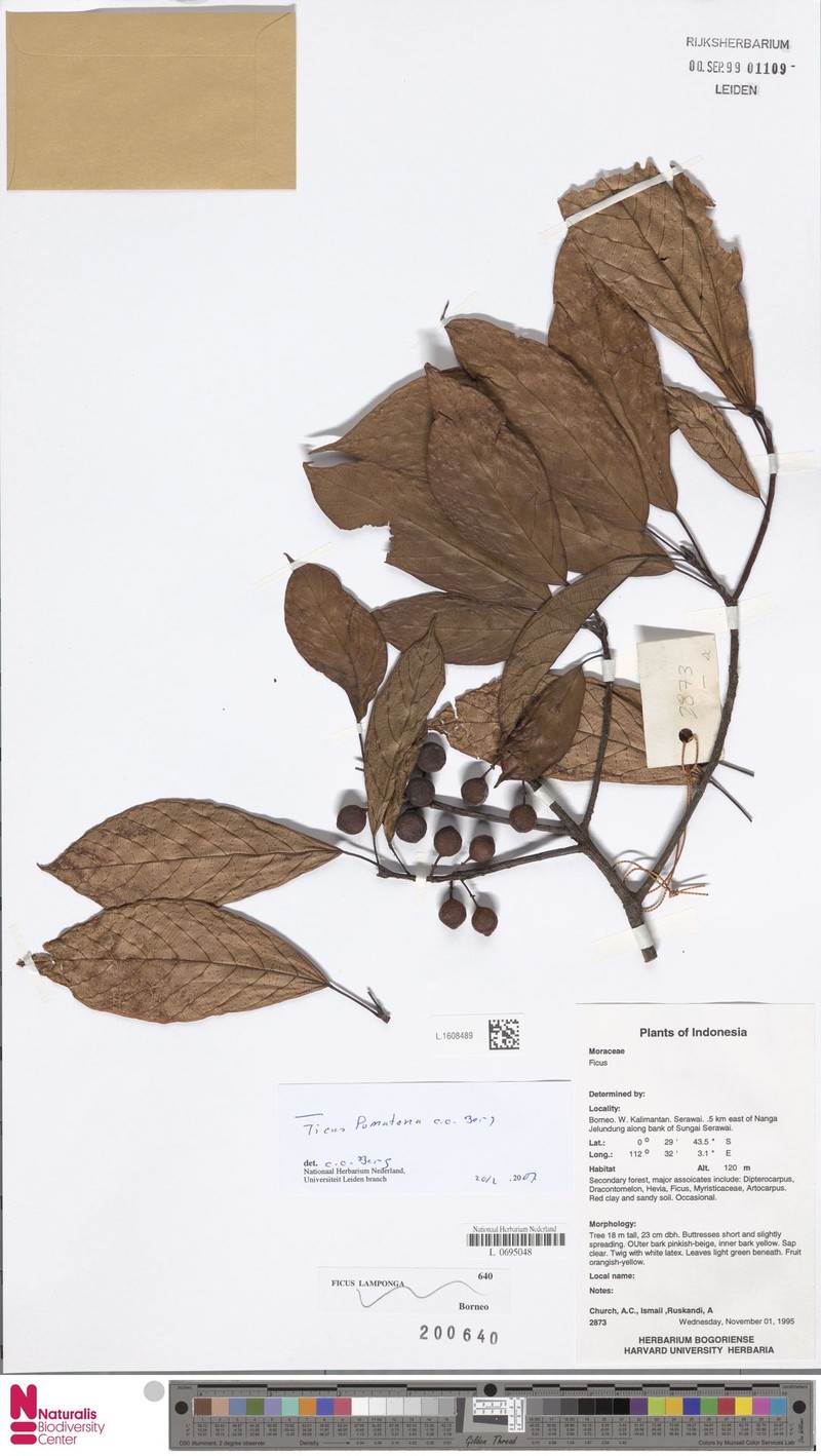 Ficus lumutana photo 2