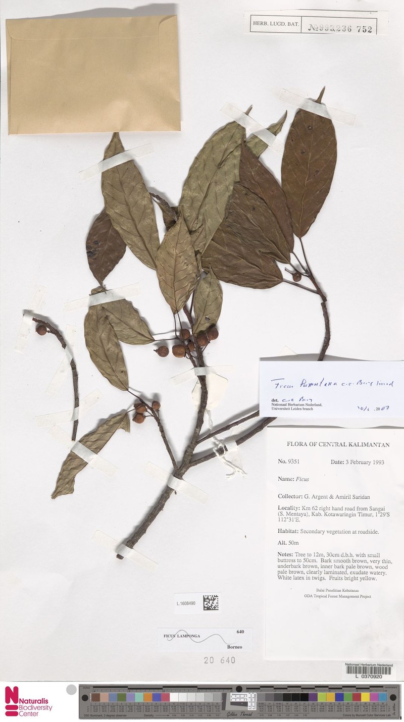 Ficus lumutana photo 3