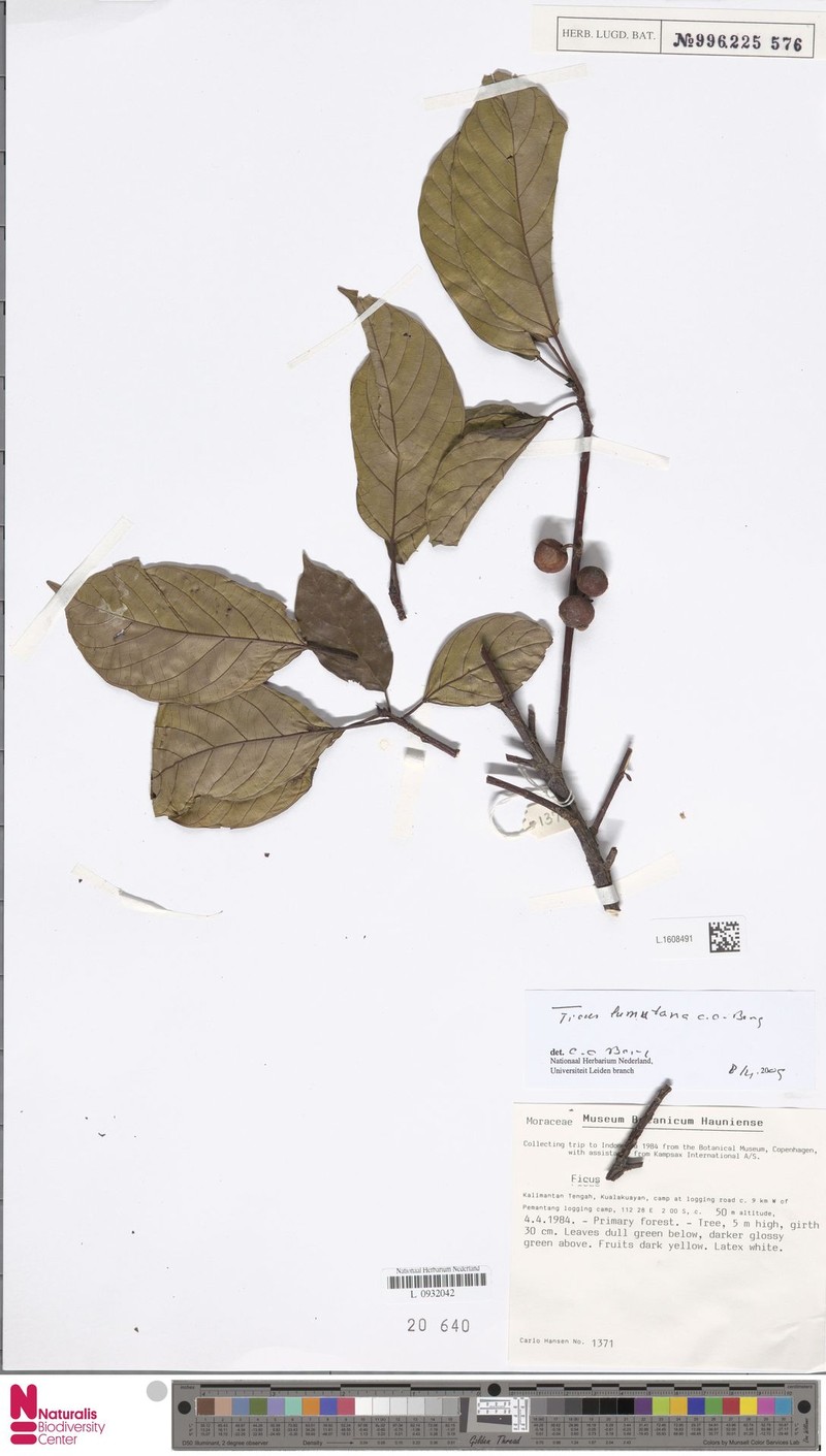 Ficus lumutana photo 5