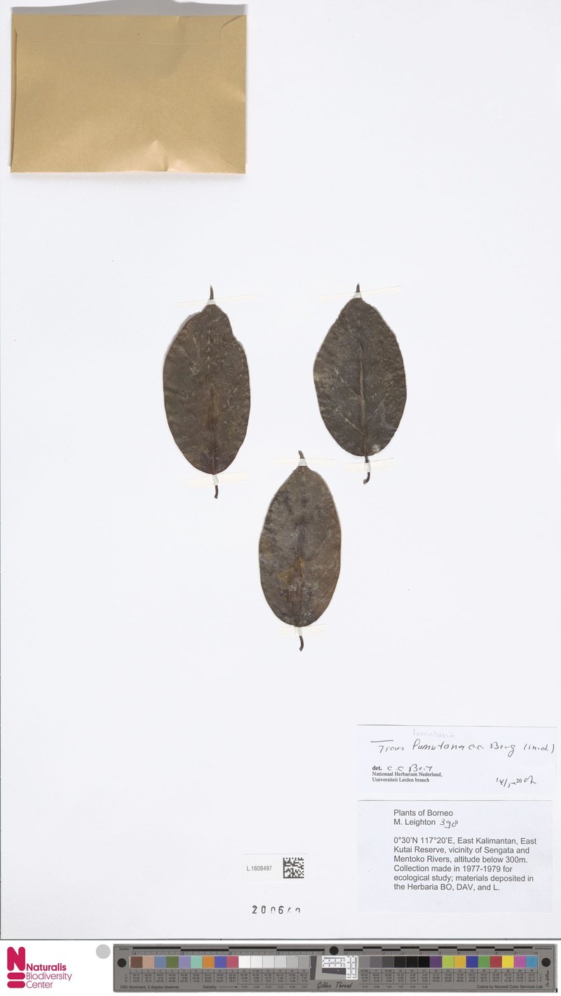 Ficus lumutana photo 6