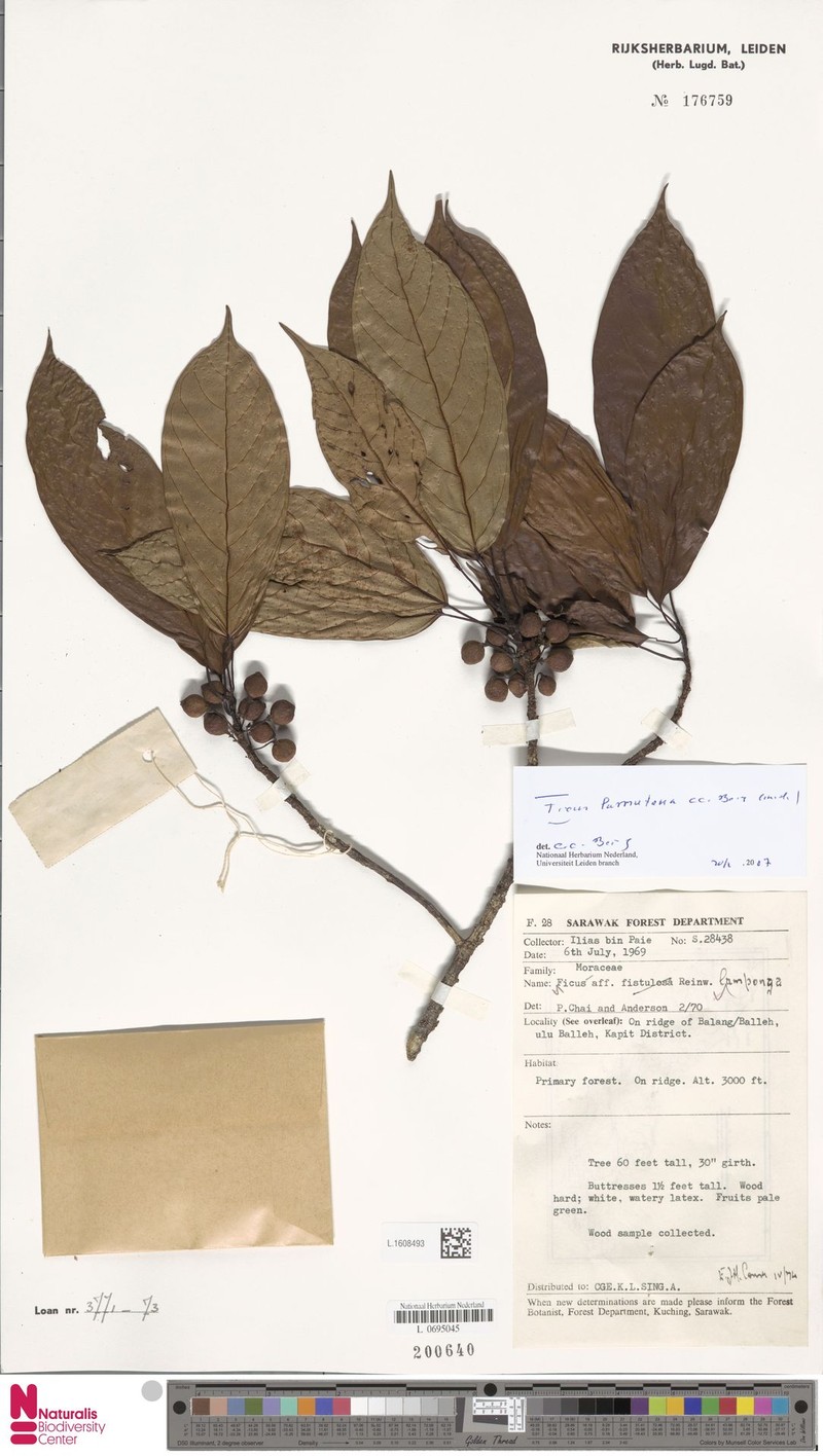 Ficus lumutana photo 7
