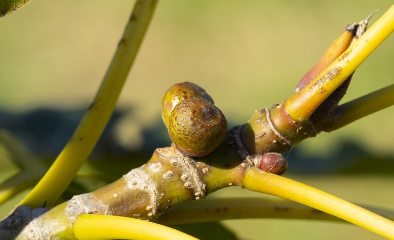 Ficus luschnathiana photo 2