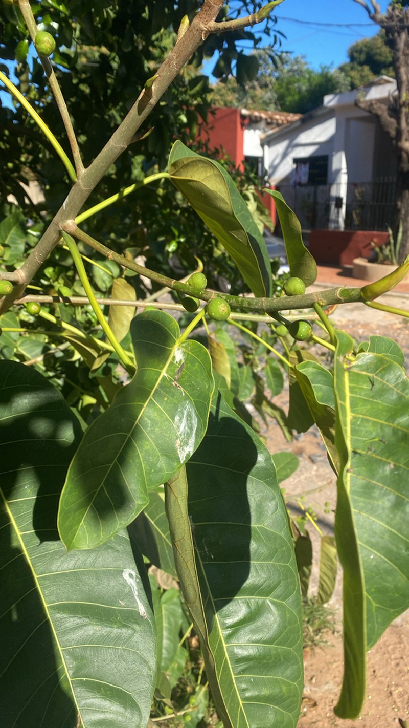 Ficus luschnathiana photo 3