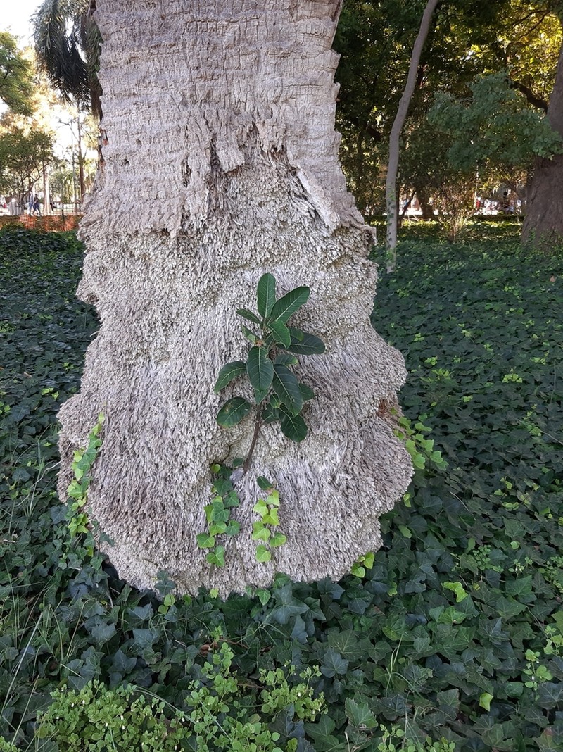 Ficus luschnathiana photo 4
