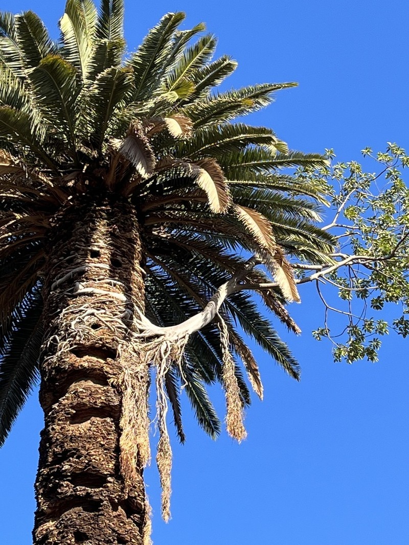 Ficus luschnathiana photo 5