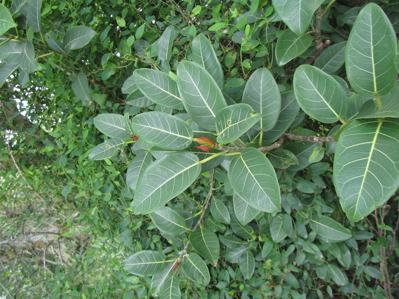 Ficus luschnathiana photo 6