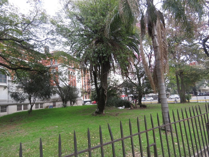 Ficus luschnathiana photo 7