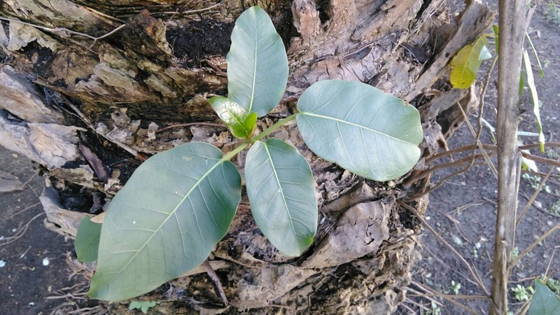 Ficus luschnathiana photo 8
