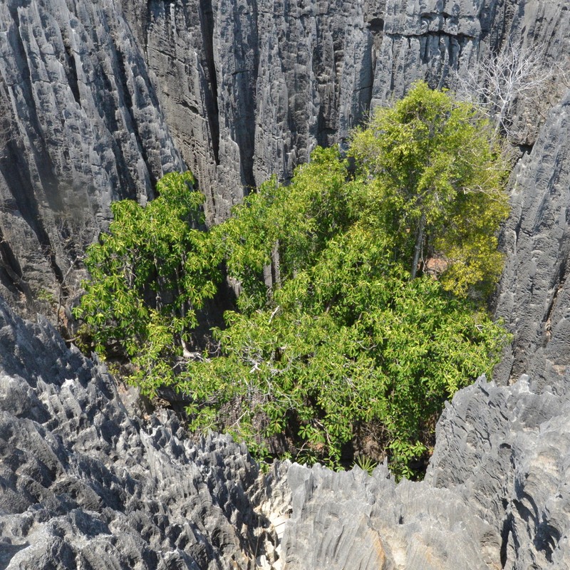West African Rubbertree photo 3