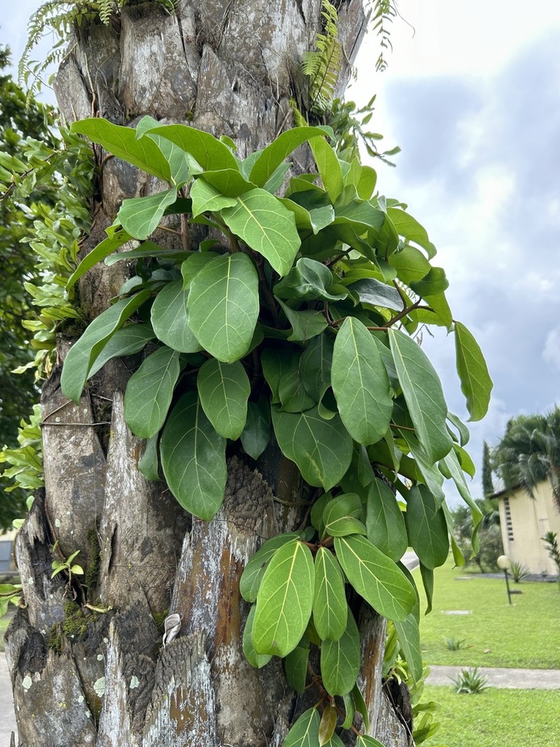 West African Rubbertree photo 4