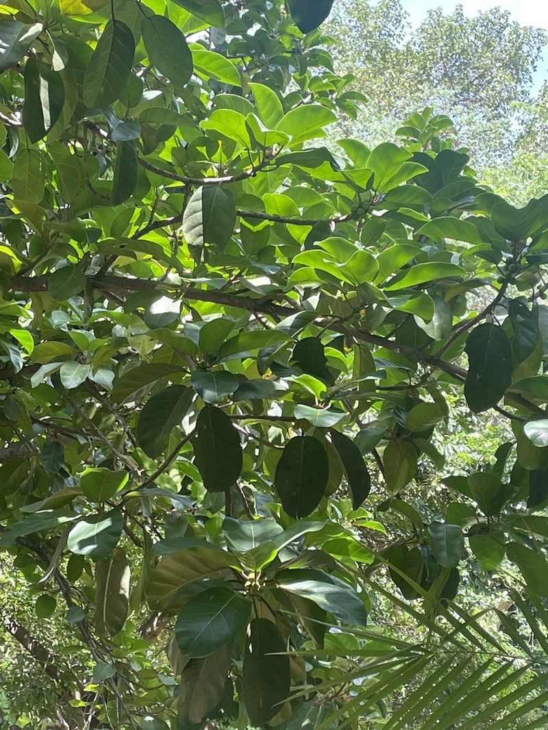 West African Rubbertree photo 5