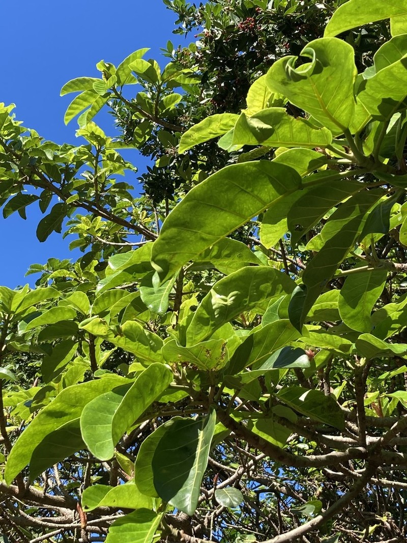 West African Rubbertree photo 7