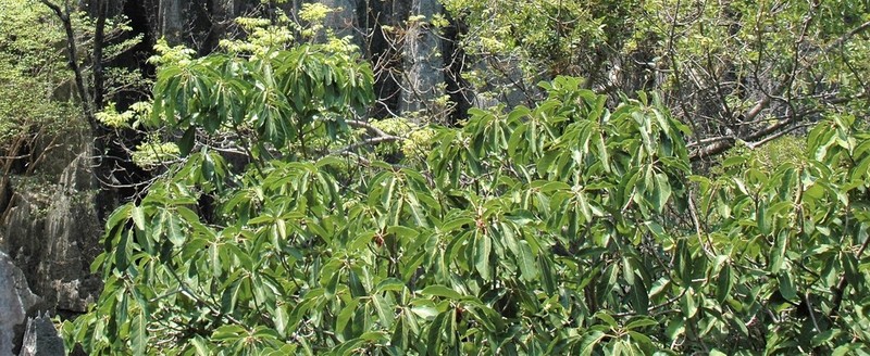 Lagos Rubbertree photo 7