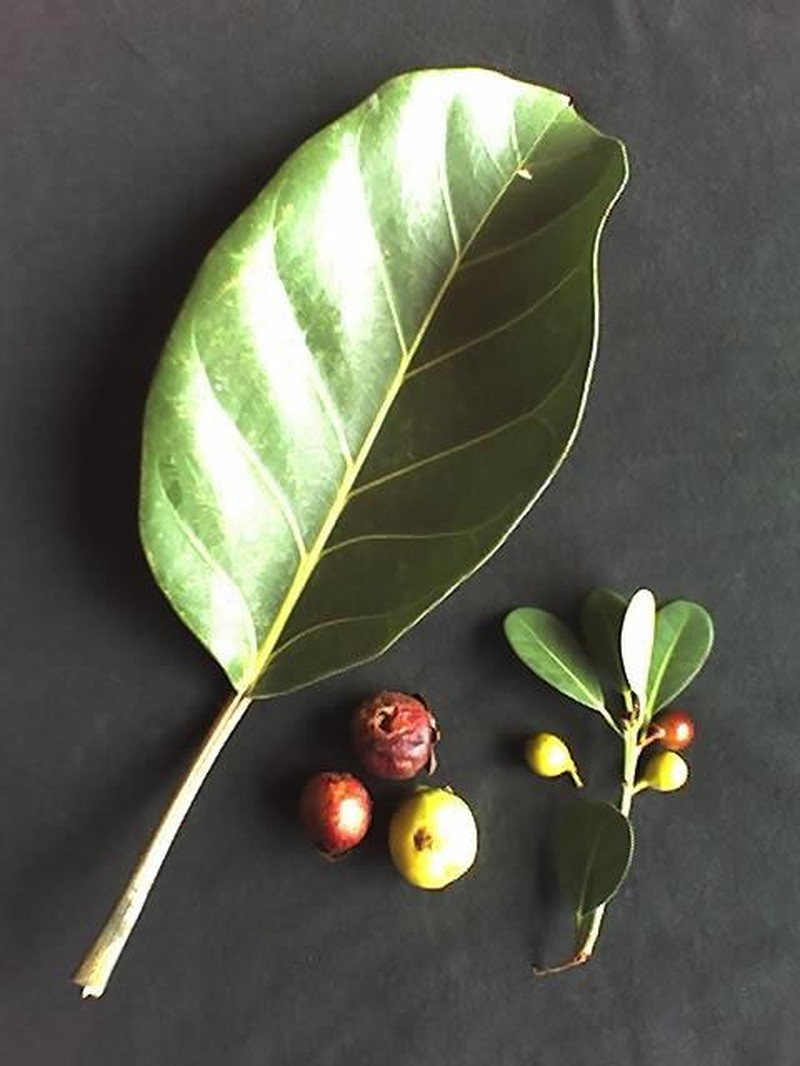 Lagos Rubbertree photo 2