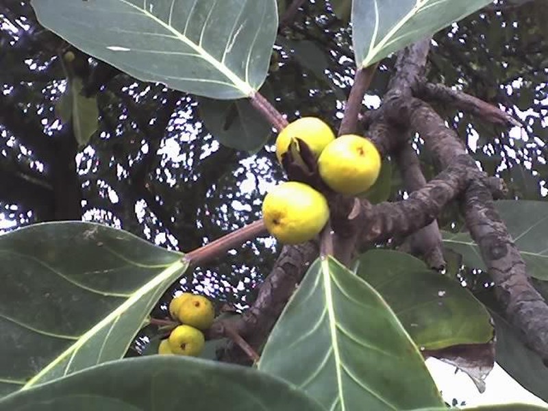 Lagos Rubbertree photo 3