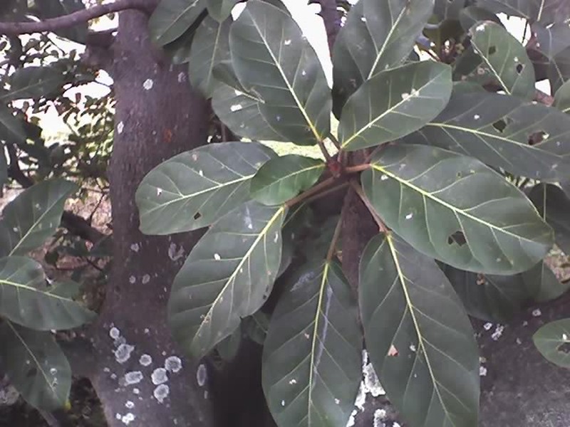 Lagos Rubbertree