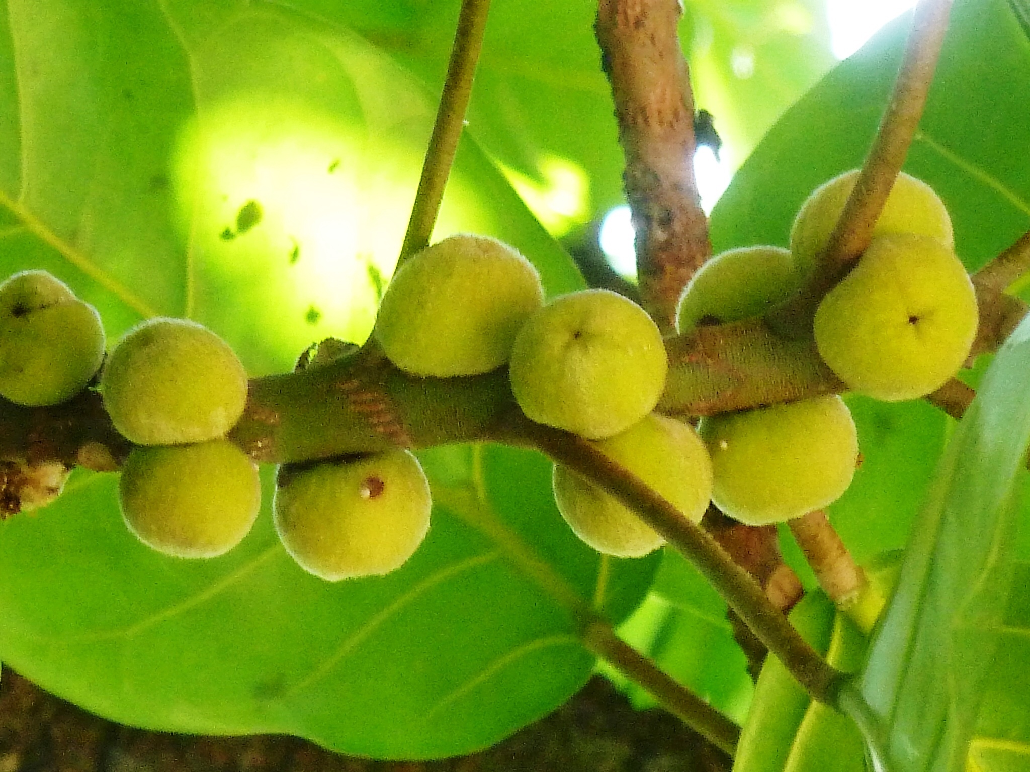 Lagos Rubbertree photo 4