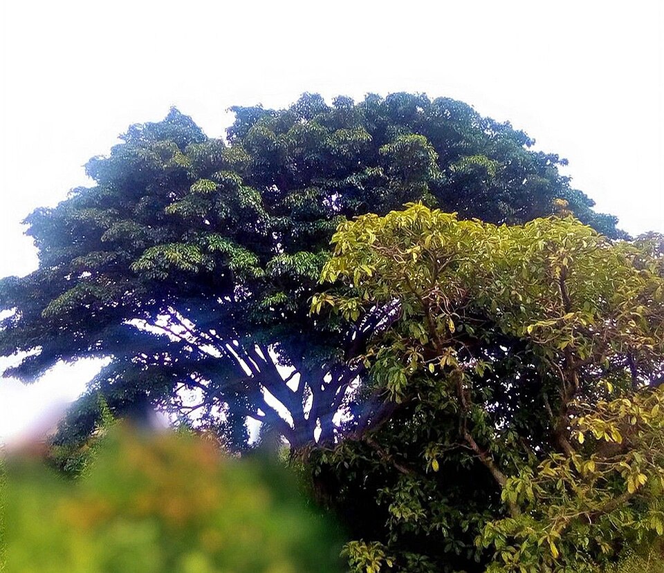 Lagos Rubbertree photo 5