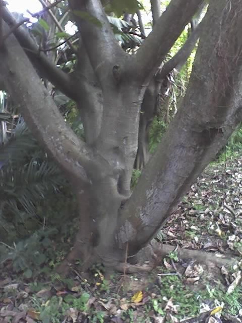 Lagos Rubbertree photo 6