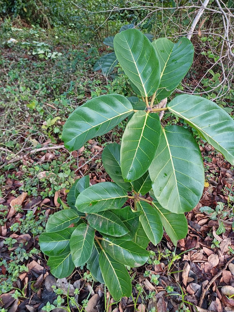Lagos Rubbertree photo 7