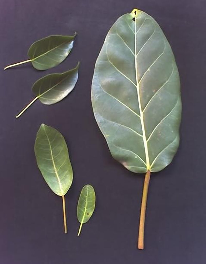 Lagos Rubbertree photo 8