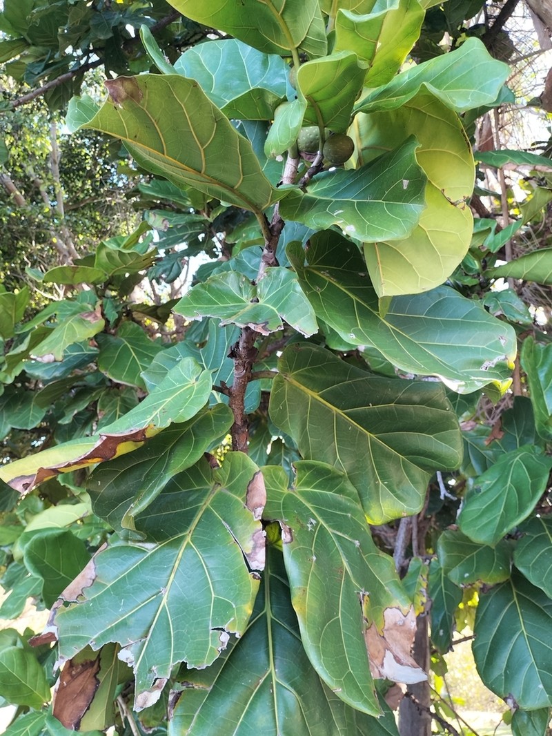 Fiddleleaf Fig photo 4