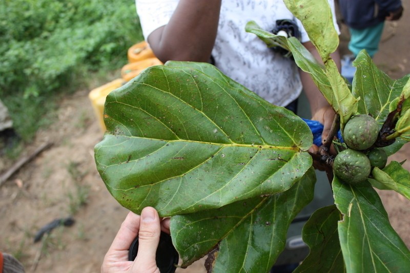Fiddleleaf Fig photo 5