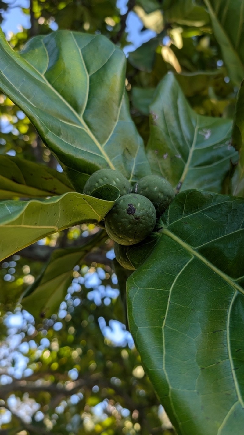 Fiddleleaf Fig photo 6