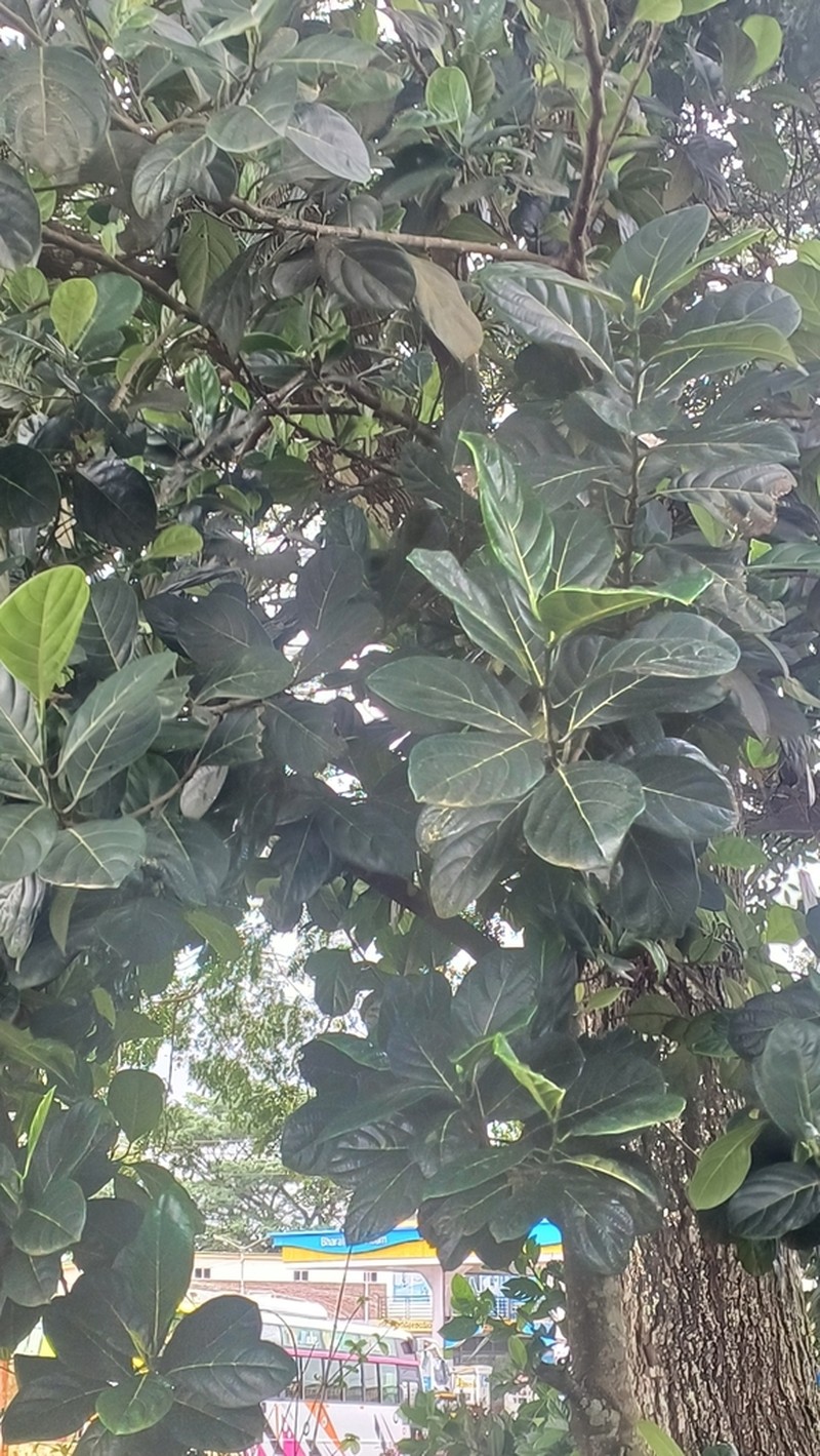 Fiddleleaf Fig photo 7