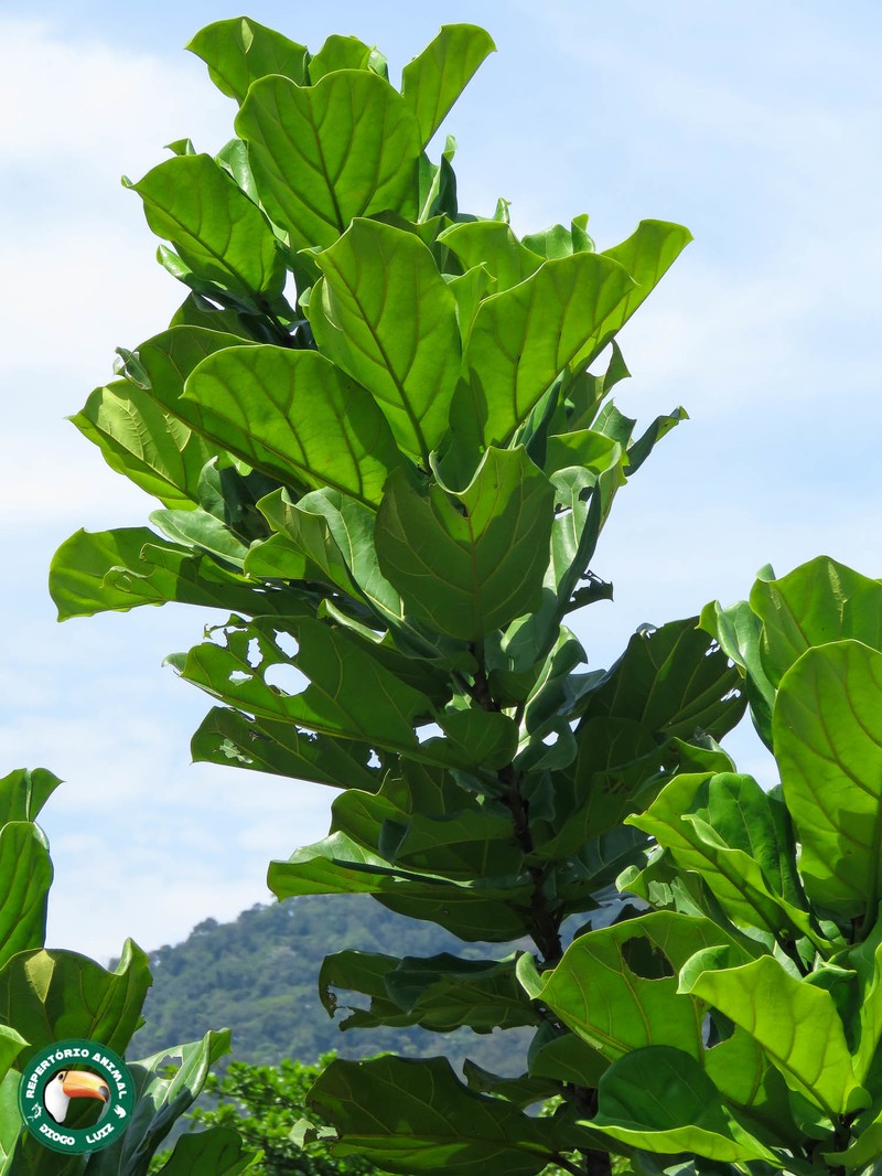 Fiddleleaf Fig photo 2