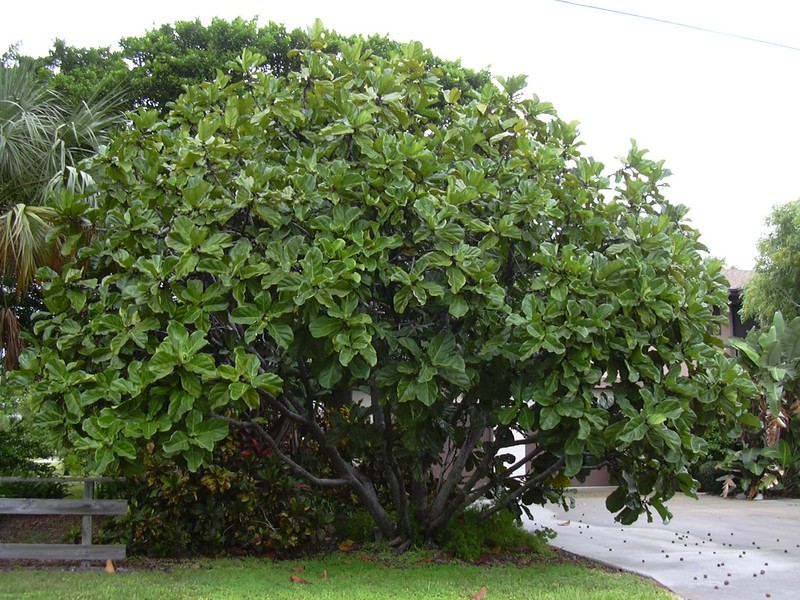 Fiddleleaf Fig