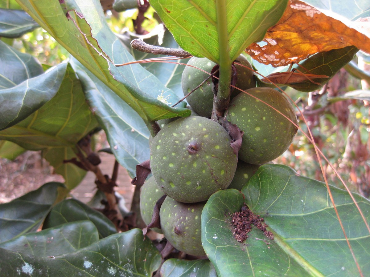 Fiddleleaf Fig photo 4