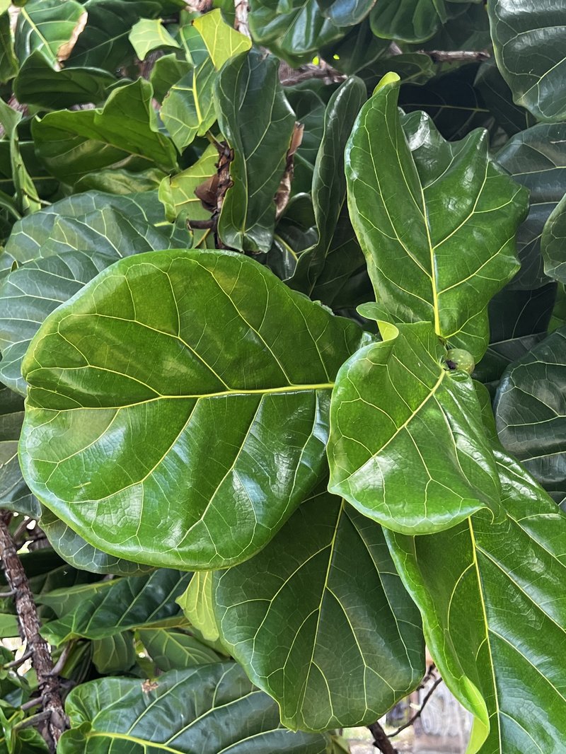 Fiddleleaf Fig photo 5