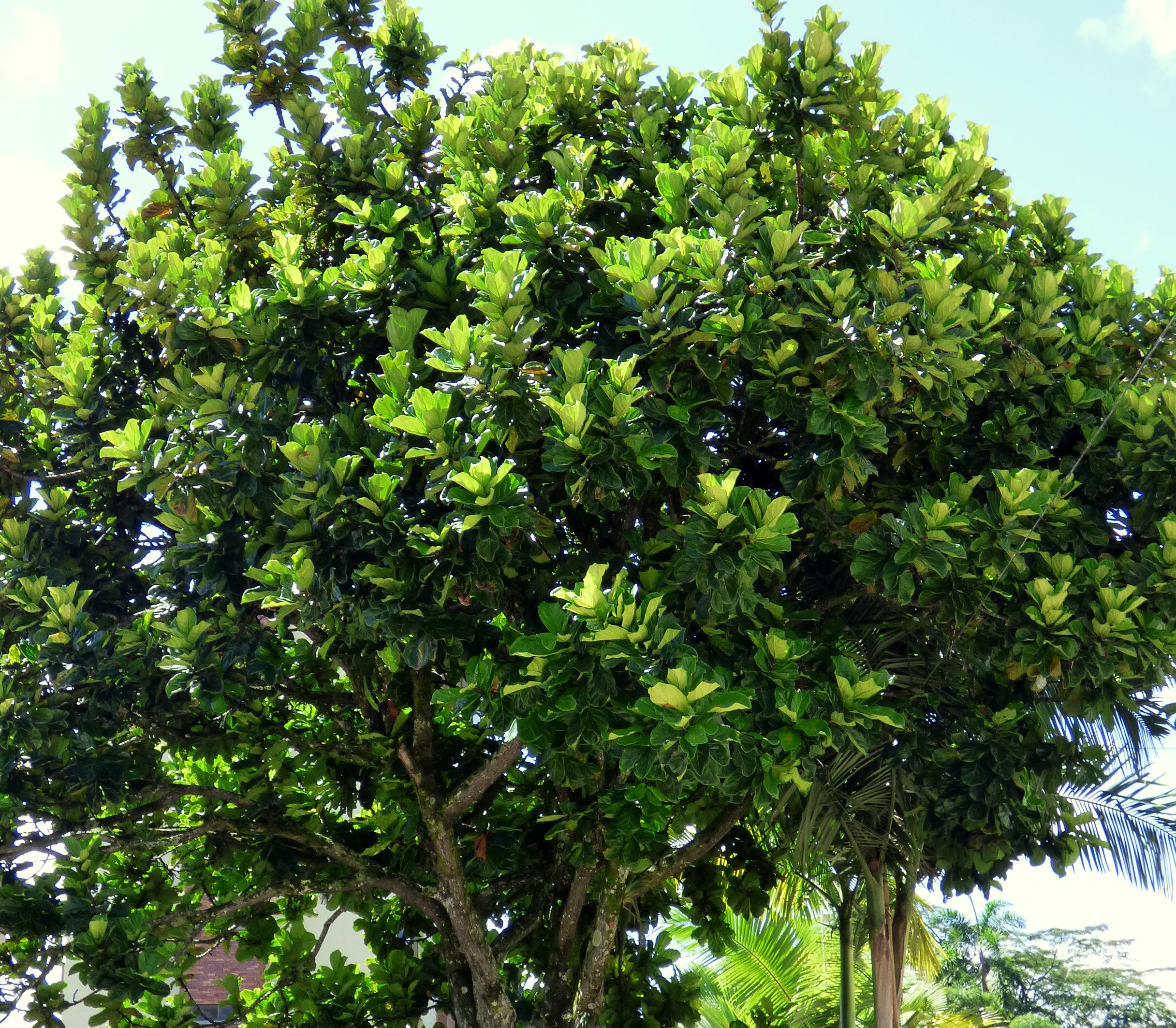 Fiddleleaf Fig photo 6