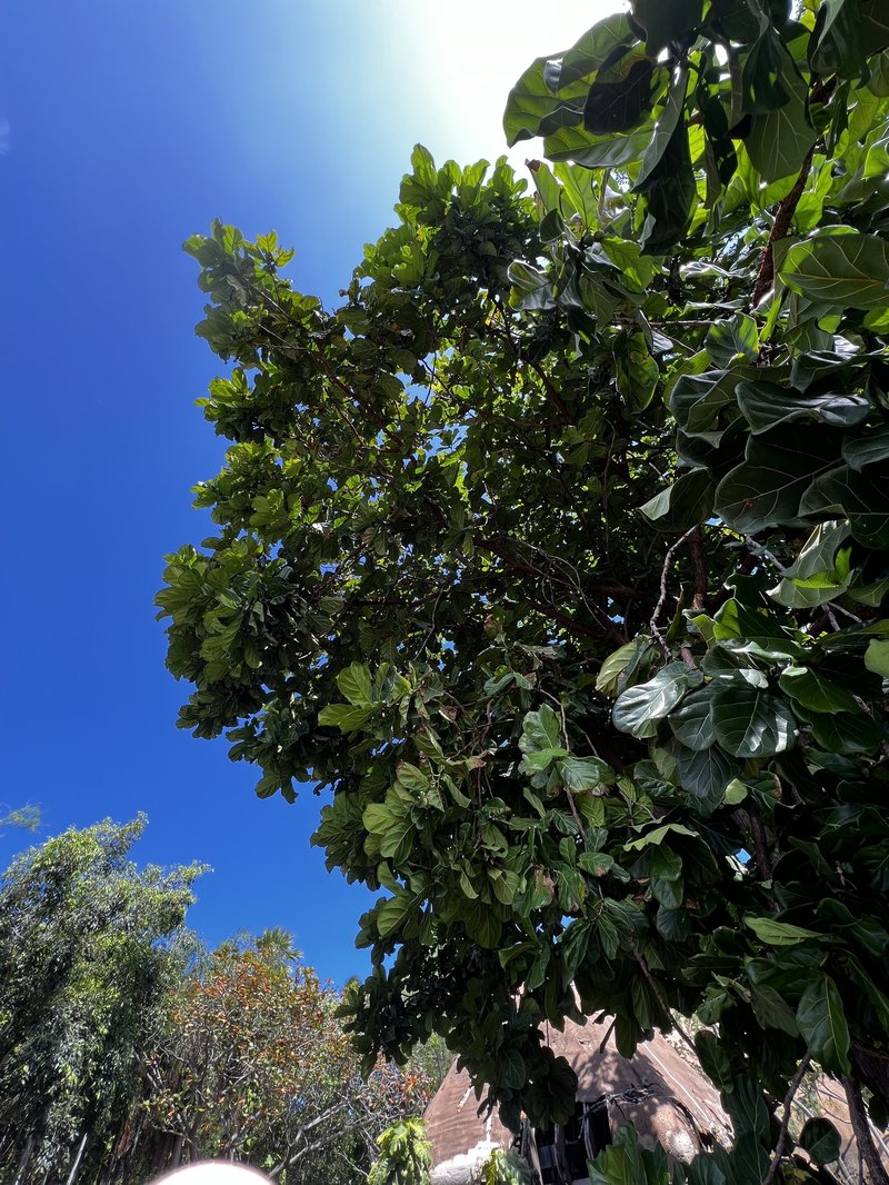 Fiddleleaf Fig photo 7