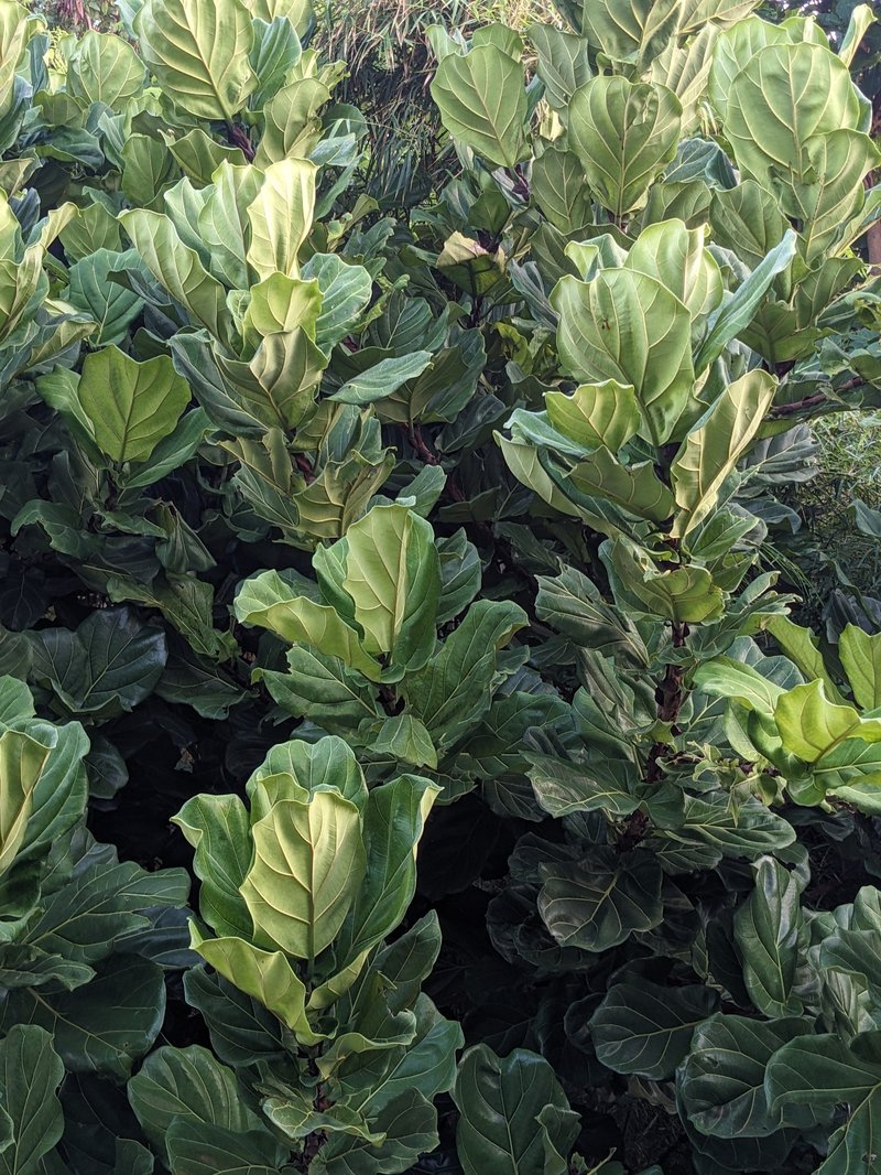 Fiddleleaf Fig photo 8