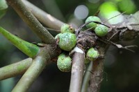 Ficus macbridei