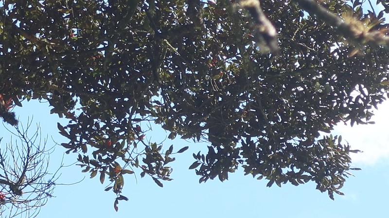 Ficus macbridei photo 2