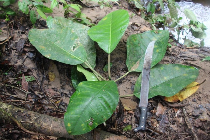 Ficus macbridei photo 4