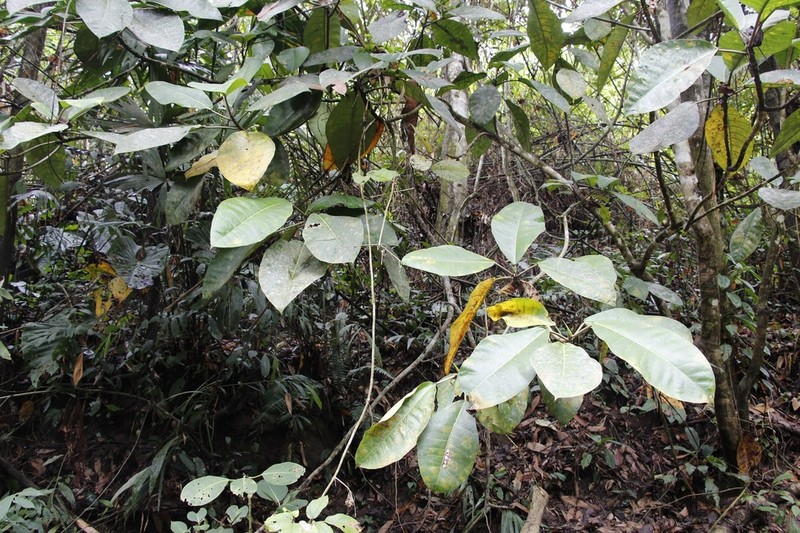 Ficus macbridei photo 5