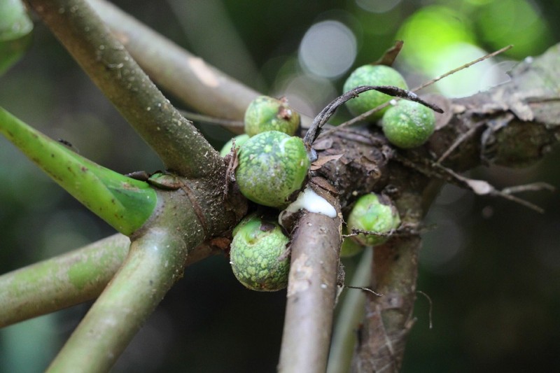 Ficus macbridei photo 7