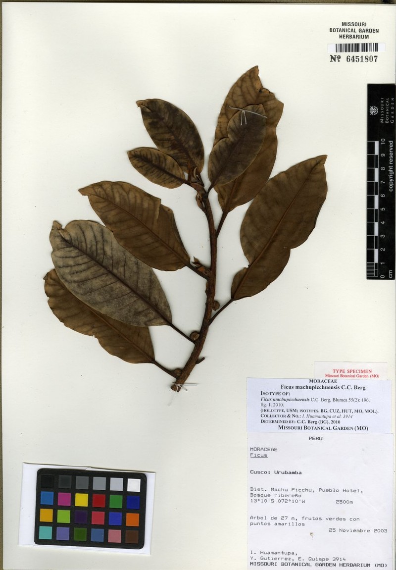 Ficus machupicchuensis