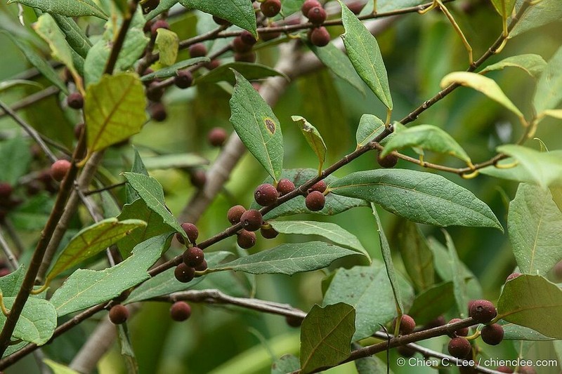 Ficus macilenta