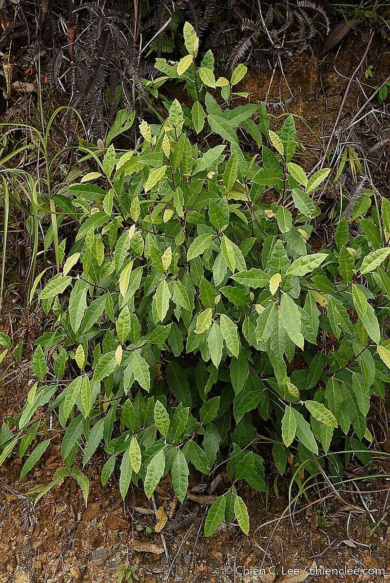 Ficus macilenta photo 2